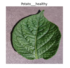 potato